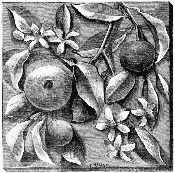 FIG. 1.—A TILE.