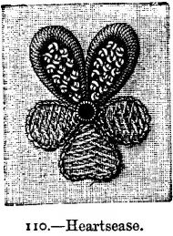 Heartsease.